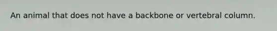 An animal that does not have a backbone or vertebral column.