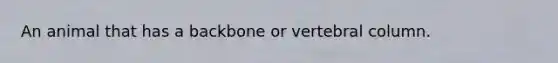 An animal that has a backbone or vertebral column.