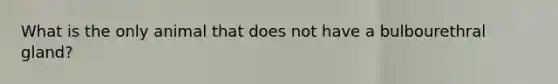 What is the only animal that does not have a bulbourethral gland?