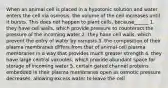 When an animal cell is placed in a hypotonic solution and water enters the cell via osmosis, the volume of the cell increases until it bursts. This does not happen to plant cells, because______ 1. they have cell walls, which provide pressure to counteract the pressure of the incoming water 2. they have cell walls, which prevent the entry of water by osmosis 3. the composition of their plasma membranes differs from that of animal-cell plasma membranes in a way that provides much greater strength 4. they have large central vacuoles, which provide abundant space for storage of incoming water 5. certain gated channel proteins embedded in their plasma membranes open as osmotic pressure decreases, allowing excess water to leave the cell