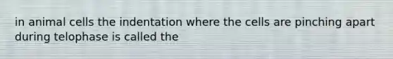 in animal cells the indentation where the cells are pinching apart during telophase is called the