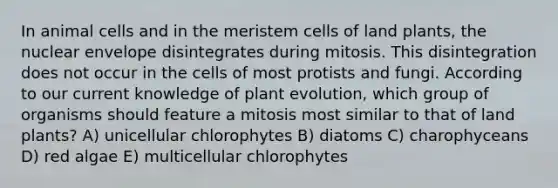 In animal cells and in the meristem cells of land plants, the nuclear envelope disintegrates during mitosis. This disintegration does not occur in the cells of most protists and fungi. According to our current knowledge of plant evolution, which group of organisms should feature a mitosis most similar to that of land plants? A) unicellular chlorophytes B) diatoms C) charophyceans D) red algae E) multicellular chlorophytes