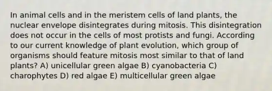 In animal cells and in the meristem cells of land plants, the nuclear envelope disintegrates during mitosis. This disintegration does not occur in the cells of most protists and fungi. According to our current knowledge of plant evolution, which group of organisms should feature mitosis most similar to that of land plants? A) unicellular green algae B) cyanobacteria C) charophytes D) red algae E) multicellular green algae