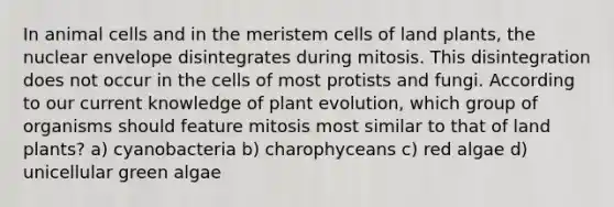 In animal cells and in the meristem cells of land plants, the nuclear envelope disintegrates during mitosis. This disintegration does not occur in the cells of most protists and fungi. According to our current knowledge of plant evolution, which group of organisms should feature mitosis most similar to that of land plants? a) cyanobacteria b) charophyceans c) red algae d) unicellular green algae