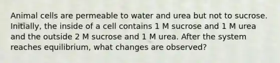 Animal cells are permeable to water and urea but not to sucrose. Initially, the inside of a cell contains 1 M sucrose and 1 M urea and the outside 2 M sucrose and 1 M urea. After the system reaches equilibrium, what changes are observed?