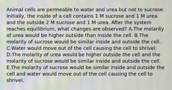 Animal cells are permeable to water and urea but not to sucrose. Initially, the inside of a cell contains 1 M sucrose and 1 M urea and the outside 2 M sucrose and 1 M urea. After the system reaches equilibrium, what changes are observed? A.The molarity of urea would be higher outside than inside the cell. B.The molarity of sucrose would be similar inside and outside the cell. C.Water would move out of the cell causing the cell to shrivel. D.The molarity of urea would be higher outside the cell and the molarity of sucrose would be similar inside and outside the cell. E.The molarity of sucrose would be similar inside and outside the cell and water would move out of the cell causing the cell to shrivel.