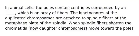 In animal cells, the poles contain centrioles surrounded by an _____, which is an array of fibers. The kinetochores of the duplicated chromosomes are attached to spindle fibers at the metaphase plate of the spindle. When spindle fibers shorten the chromatids (now daughter chromosomes) move toward the poles