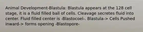 Animal Development-Blastula: Blastula appears at the 128 cell stage, it is a fluid filled ball of cells. Cleavage secretes fluid into center. Fluid filled center is -Blastocoel-. Blastula-> Cells Pushed inward-> forms opening -Blastopore-