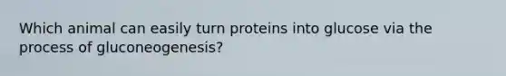 Which animal can easily turn proteins into glucose via the process of gluconeogenesis?