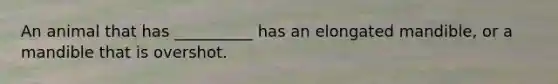 An animal that has __________ has an elongated mandible, or a mandible that is overshot.
