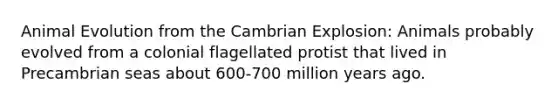 Animal Evolution from the Cambrian Explosion: Animals probably evolved from a colonial flagellated protist that lived in Precambrian seas about 600-700 million years ago.