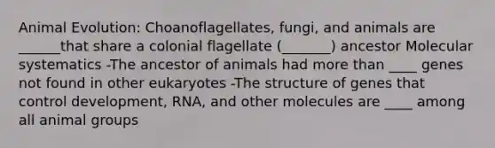 Animal Evolution: Choanoflagellates, fungi, and animals are ______that share a colonial flagellate (_______) ancestor Molecular systematics -The ancestor of animals had more than ____ genes not found in other eukaryotes -The structure of genes that control development, RNA, and other molecules are ____ among all animal groups