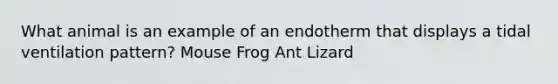 What animal is an example of an endotherm that displays a tidal ventilation pattern? Mouse Frog Ant Lizard