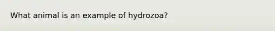 What animal is an example of hydrozoa?