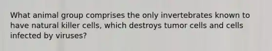 What animal group comprises the only invertebrates known to have natural killer cells, which destroys tumor cells and cells infected by viruses?