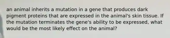 an animal inherits a mutation in a gene that produces dark pigment proteins that are expressed in the animal's skin tissue. If the mutation terminates the gene's ability to be expressed, what would be the most likely effect on the animal?