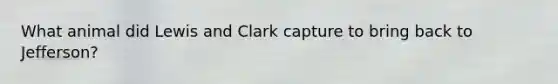 What animal did Lewis and Clark capture to bring back to Jefferson?