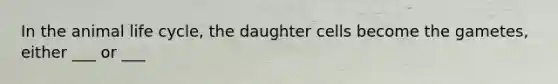 In the animal life cycle, the daughter cells become the gametes, either ___ or ___