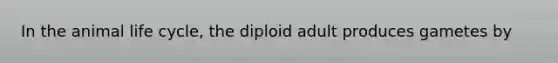 In the animal life cycle, the diploid adult produces gametes by