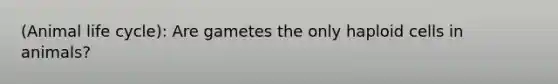 (Animal life cycle): Are gametes the only haploid cells in animals?
