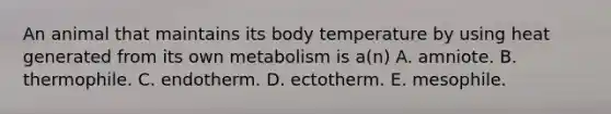 An animal that maintains its body temperature by using heat generated from its own metabolism is a(n) A. amniote. B. thermophile. C. endotherm. D. ectotherm. E. mesophile.