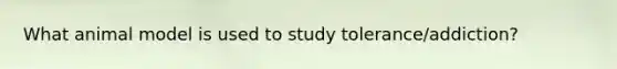 What animal model is used to study tolerance/addiction?