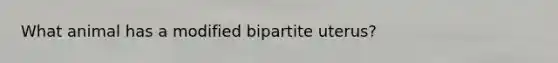 What animal has a modified bipartite uterus?