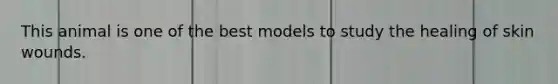 This animal is one of the best models to study the healing of skin wounds.