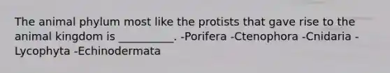 The animal phylum most like the protists that gave rise to the animal kingdom is __________. -Porifera -Ctenophora -Cnidaria -Lycophyta -Echinodermata