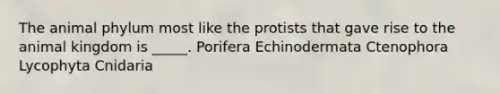 The animal phylum most like the protists that gave rise to the animal kingdom is _____. Porifera Echinodermata Ctenophora Lycophyta Cnidaria