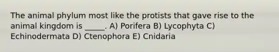 The animal phylum most like the protists that gave rise to the animal kingdom is _____. A) Porifera B) Lycophyta C) Echinodermata D) Ctenophora E) Cnidaria