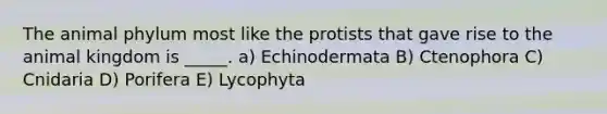 The animal phylum most like the protists that gave rise to the animal kingdom is _____. a) Echinodermata B) Ctenophora C) Cnidaria D) Porifera E) Lycophyta