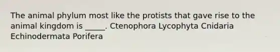 The animal phylum most like the protists that gave rise to the animal kingdom is _____. Ctenophora Lycophyta Cnidaria Echinodermata Porifera