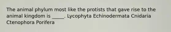 The animal phylum most like the protists that gave rise to the animal kingdom is _____. Lycophyta Echinodermata Cnidaria Ctenophora Porifera