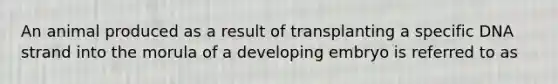 An animal produced as a result of transplanting a specific DNA strand into the morula of a developing embryo is referred to as