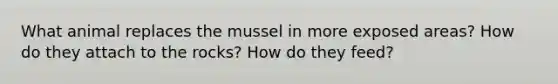 What animal replaces the mussel in more exposed areas? How do they attach to the rocks? How do they feed?