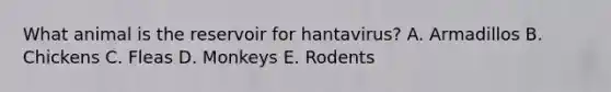 What animal is the reservoir for hantavirus? A. Armadillos B. Chickens C. Fleas D. Monkeys E. Rodents
