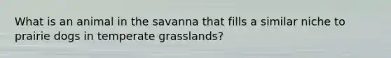 What is an animal in the savanna that fills a similar niche to prairie dogs in temperate grasslands?