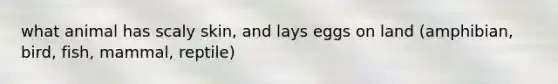 what animal has scaly skin, and lays eggs on land (amphibian, bird, fish, mammal, reptile)