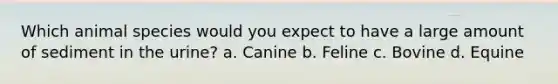 Which animal species would you expect to have a large amount of sediment in the urine? a. Canine b. Feline c. Bovine d. Equine