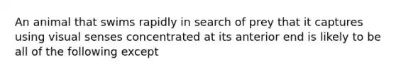 An animal that swims rapidly in search of prey that it captures using visual senses concentrated at its anterior end is likely to be all of the following except