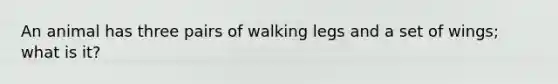 An animal has three pairs of walking legs and a set of wings; what is it?