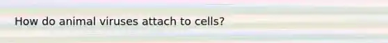 How do animal viruses attach to cells?