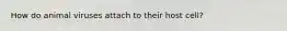 How do animal viruses attach to their host cell?