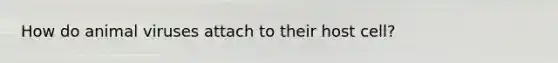 How do animal viruses attach to their host cell?