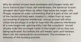 Why do animal viruses have envelopes and phages rarely do? Since bacteria don't have cell membranes, the bacterial viruses (phages) don't pick them up when they leave the target cells. Phages acquire an outer surrounding that is a part of the cell wall of the bacterium they were created in, rather than an outer surrounding of plasma membrane. Animal viruses will often utilize the envelope in order to fuse with the plasma membrane of a new target cell, gaining entry into the cytoplasm. Animal viruses build the envelope inside of the target cell as they are being replicated, but before the cell breaks open and releases them into the extracellular environment. The envelope is a remnant of this building process.