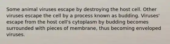 Some animal viruses escape by destroying the host cell. Other viruses escape the cell by a process known as budding. Viruses' escape from the host cell's cytoplasm by budding becomes surrounded with pieces of membrane, thus becoming enveloped viruses.