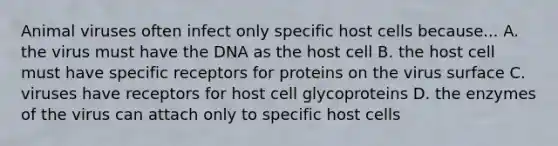 Animal viruses often infect only specific host cells because... A. the virus must have the DNA as the host cell B. the host cell must have specific receptors for proteins on the virus surface C. viruses have receptors for host cell glycoproteins D. the enzymes of the virus can attach only to specific host cells