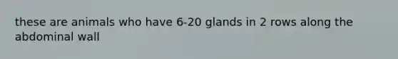 these are animals who have 6-20 glands in 2 rows along the abdominal wall