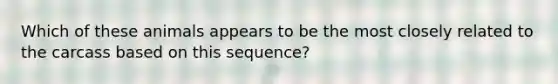 Which of these animals appears to be the most closely related to the carcass based on this sequence?
